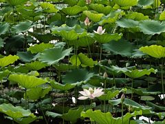 -荔湾湖公园