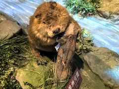 -陕西自然博物馆