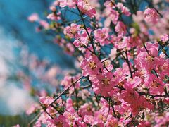 -大兴滨河森林公园