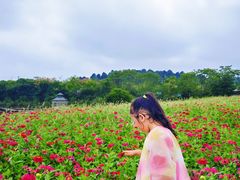 -大塘金香草谷