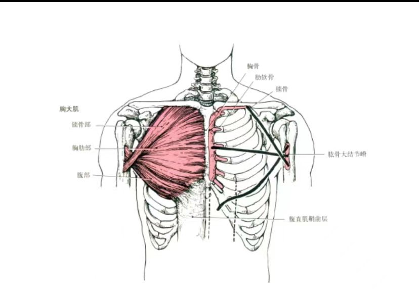 胸大肌起止点简图图片