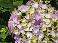 -庐山风景区花径公园