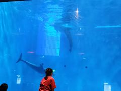 -华夏文旅海洋公园