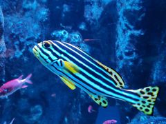 -海合安成都极地海洋公园