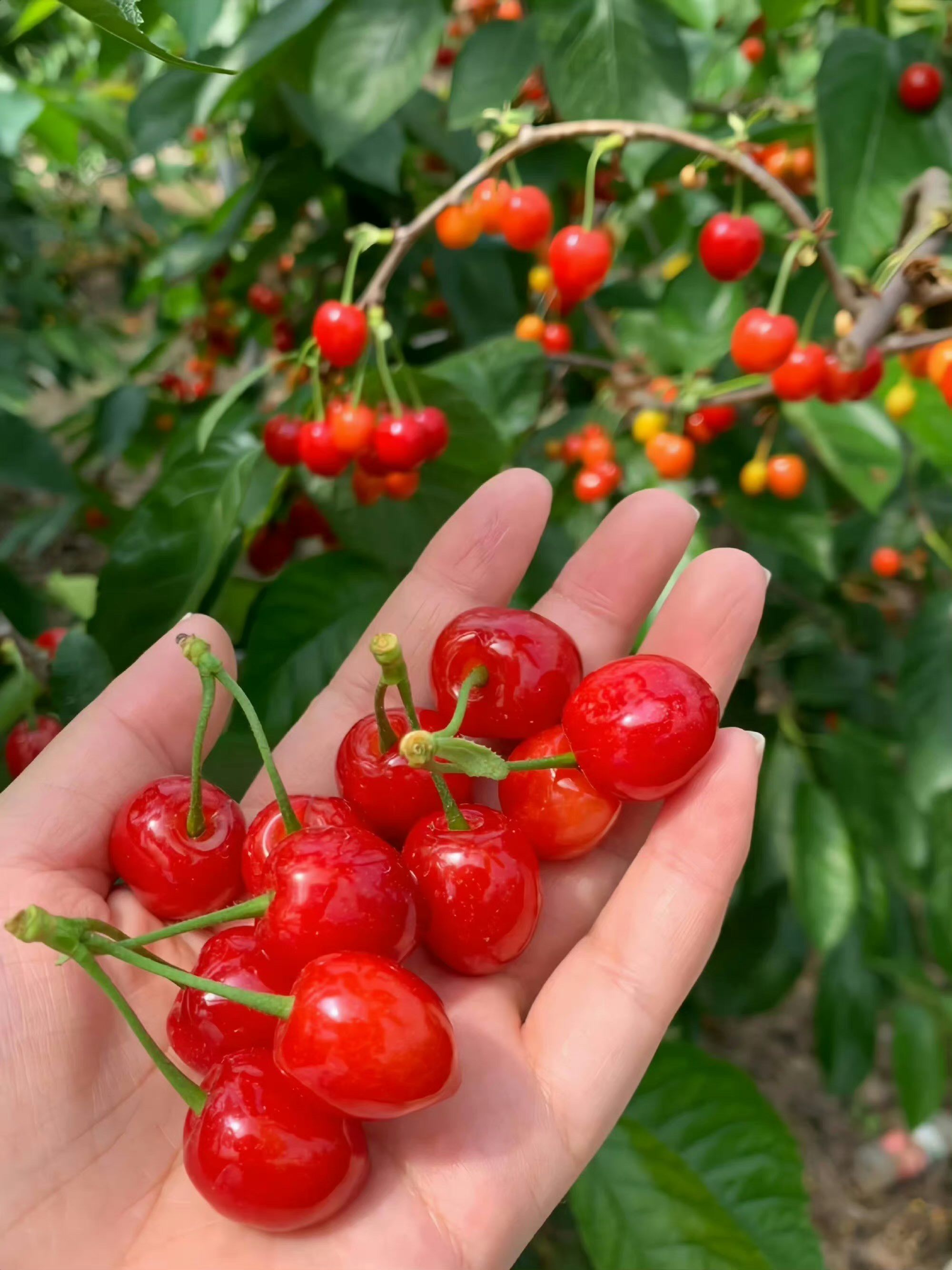 一口吃几十个的樱桃