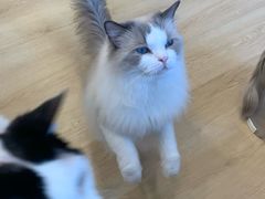 -有喵·猫咖·狗咖·30几只猫10只小狗(岗厦店)
