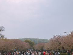 -武汉大学-樱园