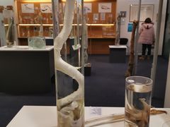 -冰岛阴茎博物馆