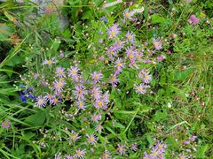 -白草畔自然风景区