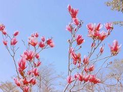 -天适樱花悠乐园