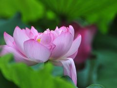 -陈家山荷花公园