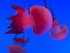 -上海海洋水族馆