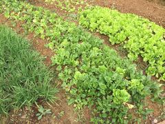 -天目湖刘老四农庄