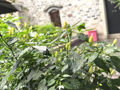 -素满香·Vegan食养自助(天一广场店)