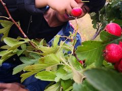 -万源龙顺度假庄园生态观光园