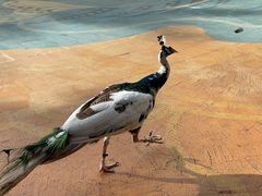 -西双版纳原始森林公园