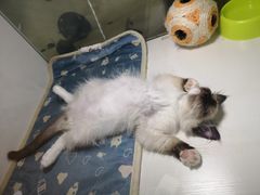 -李小姐の猫咖啡馆(五角场店)