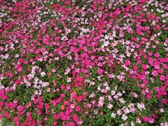 -陈家山荷花公园
