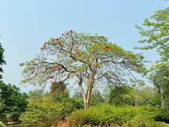 -中国科学院西双版纳热带植物园
