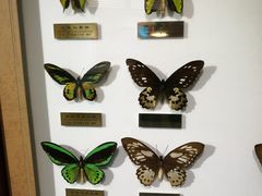 -上海昆虫博物馆