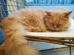 -有猫主题·治愈系猫咖(曾厝垵店)