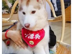 -Husky Go! 哈士奇体验馆·宠物咖啡厅狗咖