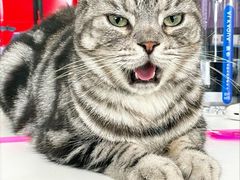 -瑞派宠物医院(搏威敦和院)