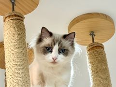 -喵园·猫主题咖啡厅·撸猫·猫咖(国贸店)