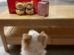 -海底捞火锅(塘厦天虹店)