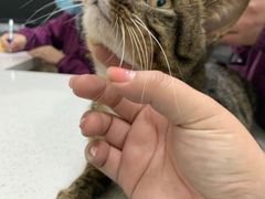 -顺强宠物诊所·狂犬免疫·夜诊·骨科(嘉定店)