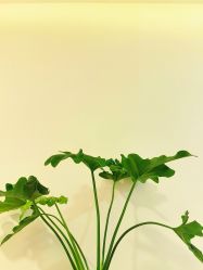 -FUMEIHUI·科技美肤·美体SPA