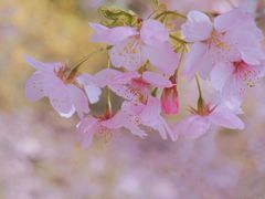 -顾村公园