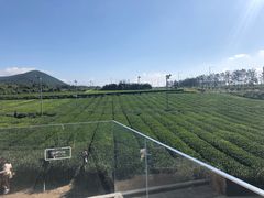 -雪绿茶博物馆