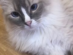 -滚猫咖啡·猫咖·猫友好撸猫(未来城店)
