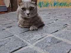 -猫岛主趣味餐厅(鼓浪屿店)