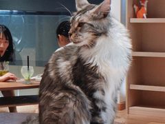 -瞄一喵猫咖(格力海岸店)