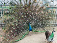 -上海多利农业发展有限公司