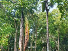 -中国科学院西双版纳热带植物园