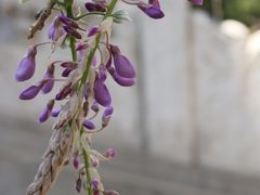 -北京国子监胡同