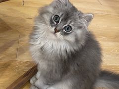 -猫咪派对(江南西店)