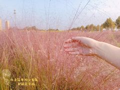 -映月湖中央公园