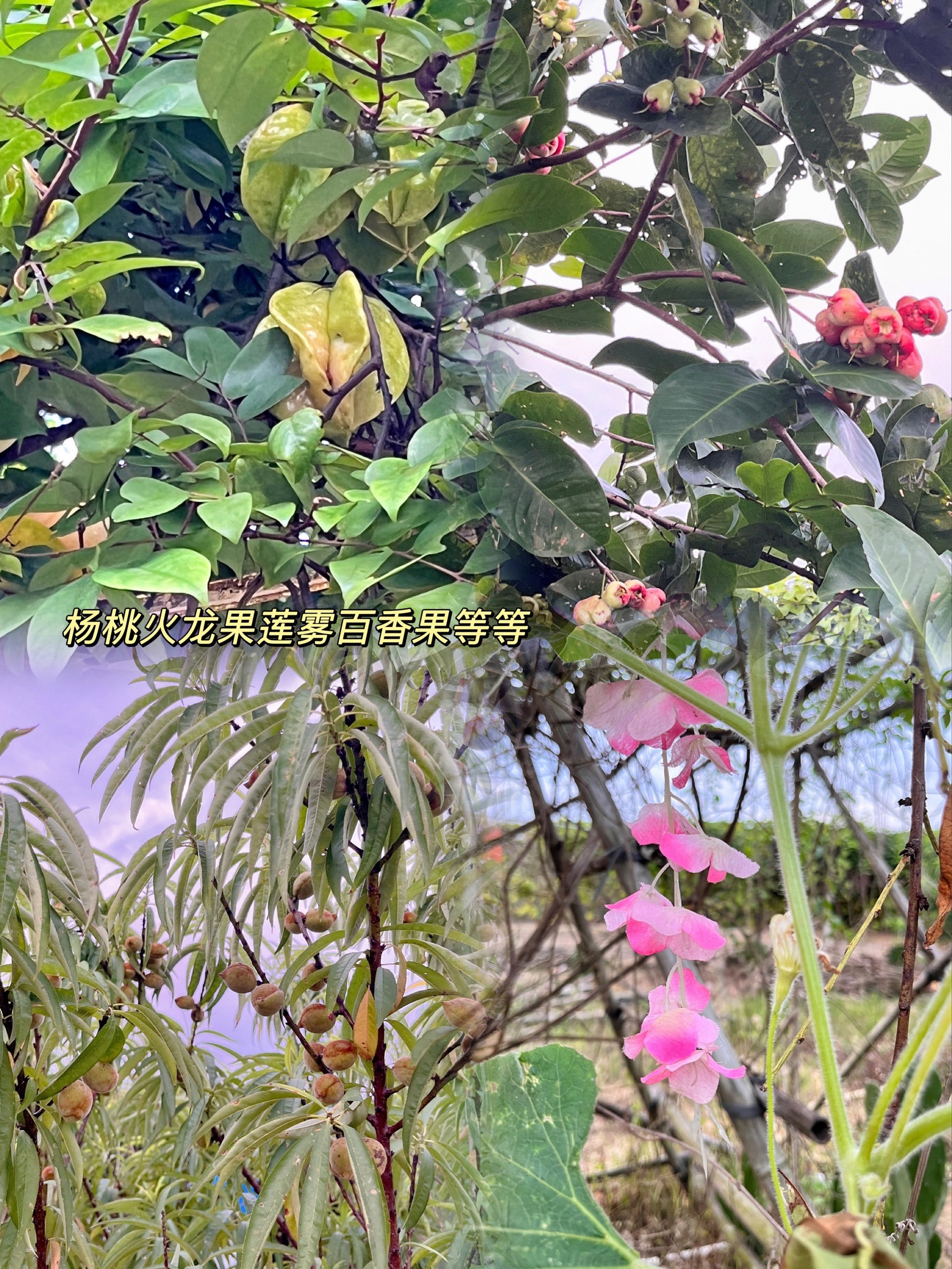 台山水步禾雀花农庄