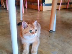 猫咪-喵匠猫主题咖啡(凯德和平广场店)