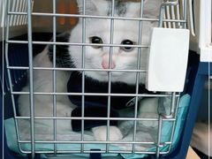 -伟伟宠物医院·瑞派猫友好医院·猫科(光谷店)
