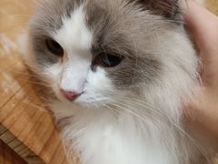 -和它·交个朋友·狗咖猫咖(爱琴海店)