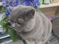 -八公叔叔宠物美容连锁(春申店)