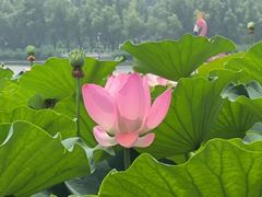 -莲花池公园