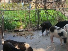 -光明农场大观园