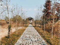 -广富林郊野公园