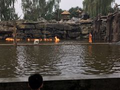 -太阳部落